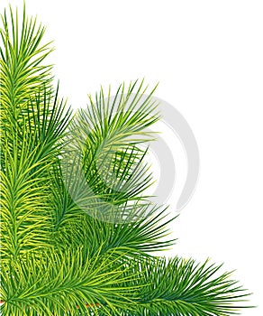 Green lush spruce or pine branch. Fir tree branch isolated on white christmas element.