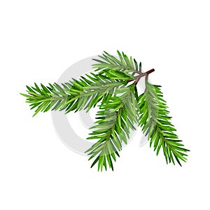 Green lush spruce or pine branch. Fir tree branch isolated on white vector christmas element