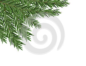 Green lush spruce or pine branch. Fir tree branch isolated on white vector christmas element