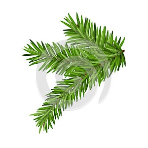 Green lush spruce or pine branch. Fir tree branch isolated on white vector christmas element