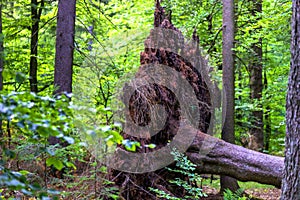 Green lush summer forestscape