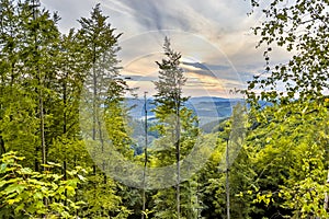 Green lush summer hills forestscape photo