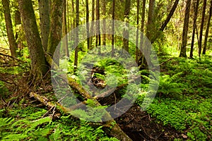 Green and lush summery old-growth boreal forest with lots of dead wood