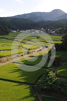 Green and lush terrace rice paddies and fields in Akita prefecture, Tohoku region, northern Japan