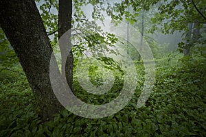 Green lush vegetation in forest after rain