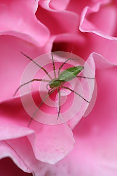 Green Lynx spider