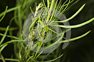 Green lynx spider