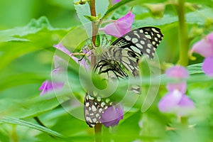 Green Lynx Spider with Butterfly Kill