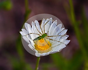 Green Lynx Spider and Daisy