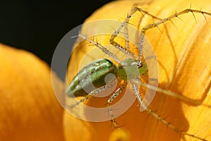 Green Lynx Spider on Flower