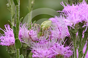 Green lynx spider on Ironweed wildflower