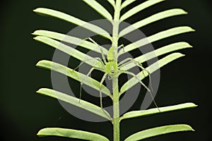 Green lynx spider on leaf, Oxyopes paykulli, Satara