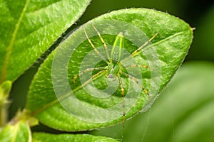 Green lynx spider on leaf, Peucetia viridans,, Satara, Maharashtra