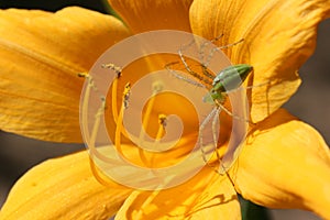 Green Lynx Spider on Lily