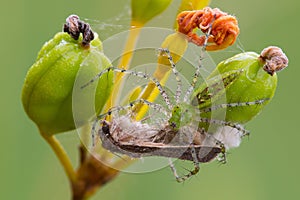 Green lynx spider
