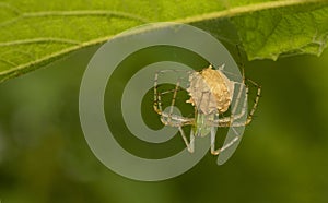 Green Lynx Spider, Peucetia sp at Bokaro, West Bengal