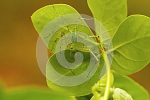 Green Lynx Spider, Peucetia viridana. Kolhapur, Maharashtra