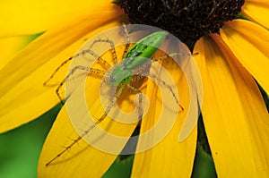 Green Lynx Spider (Peucetia viridans)