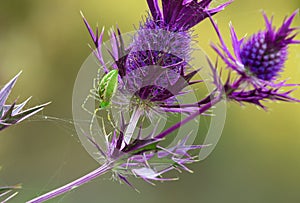 Green Lynx spider (Peucetia viridans)