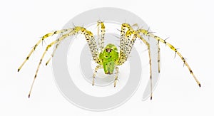 Green lynx spider - Peucetia viridans - facing camera, jaws present, spiny yellow legs visible. Isolated on white background