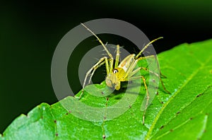 Green Lynx Spider Peucetia viridans, Green Lynx Alabama