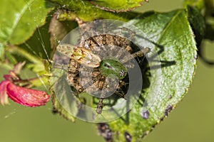 Green Lynx Spider - Peucetia viridans in Morgan County Alabama USA with Egg Sac