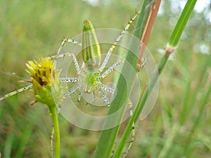 Green lynx spider