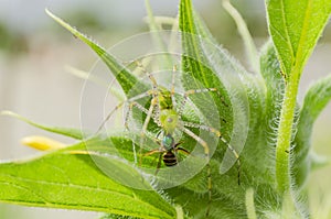 Green Lynx Spider Predator, Emerald Green Golden Bee Prey