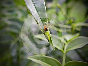 Green Lynx Spider