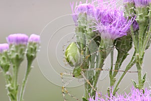 Green lynx spider on wildflowers