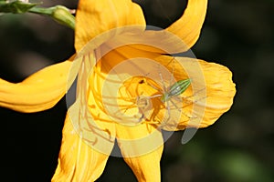 Green Lynx Spider on Yellow Lily