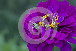 Green Lynx Spider on a zinnia flower macro