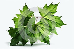 Green Mable leaves. high resolution, Isolate on white Background.