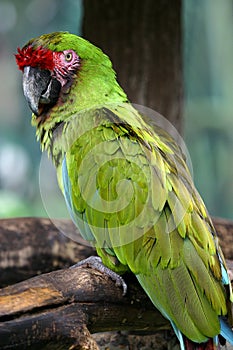 Green Macaw.