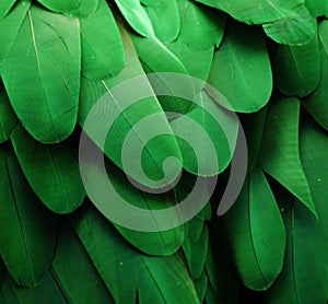 Green Macaw Feathers