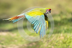 Green Macaw in flight moving left to right close up