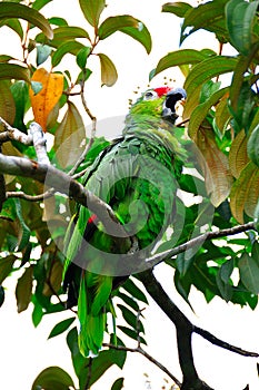 Green Macaw Parrot, Costa Rica