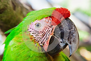 Green macaw parrot