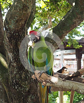 Green macaw parrot on a tree limb