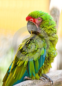 Green macaw at zoo in summer time photo