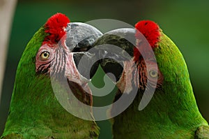 Green Macaws