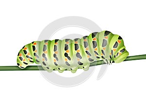 Green Machaon caterpillar