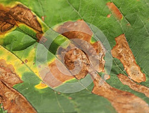 Green macro autumn detail nature leaf ecology life