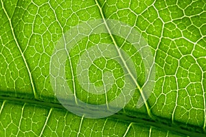 Green macro closeup leaf