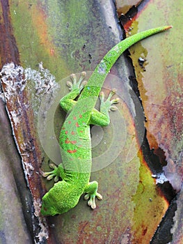 Green Madagascar day gecko