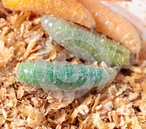 Green maggots in sawdust. Macro