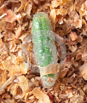 Green maggots in sawdust. Macro