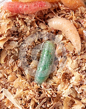 Green maggots in sawdust. Macro