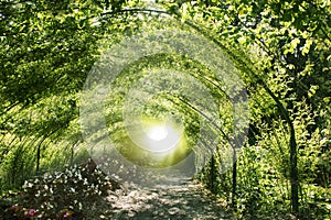 Green magical tunnel