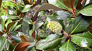 Green magnolia flower bud surrounded by green tree leaves